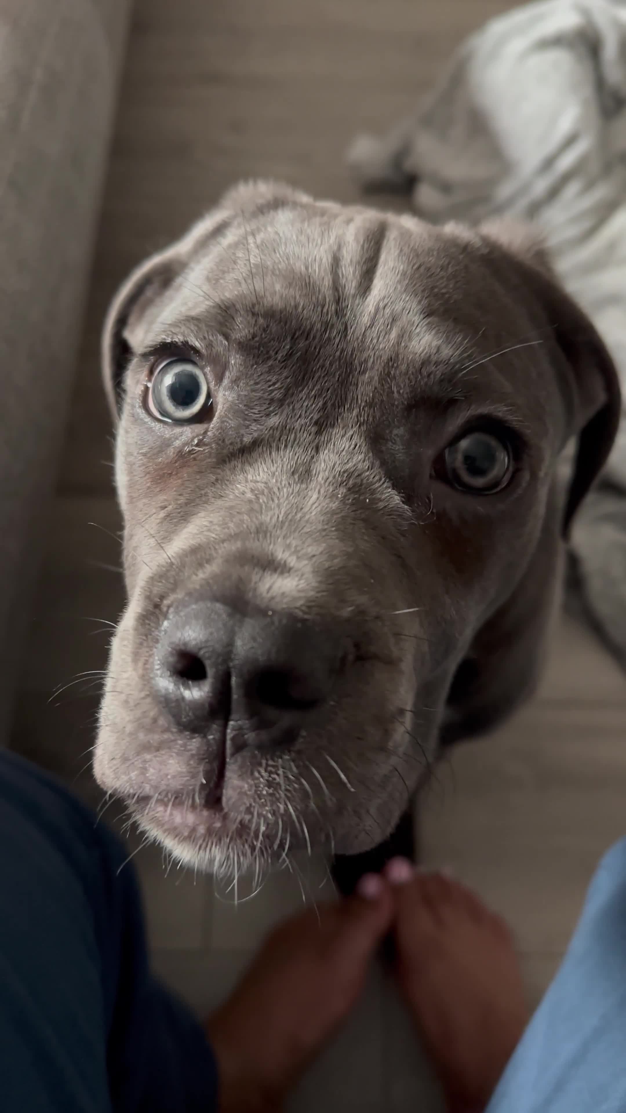 Cane Corso dogs for sale: Nellie 11 month old cane corso  - Video 3