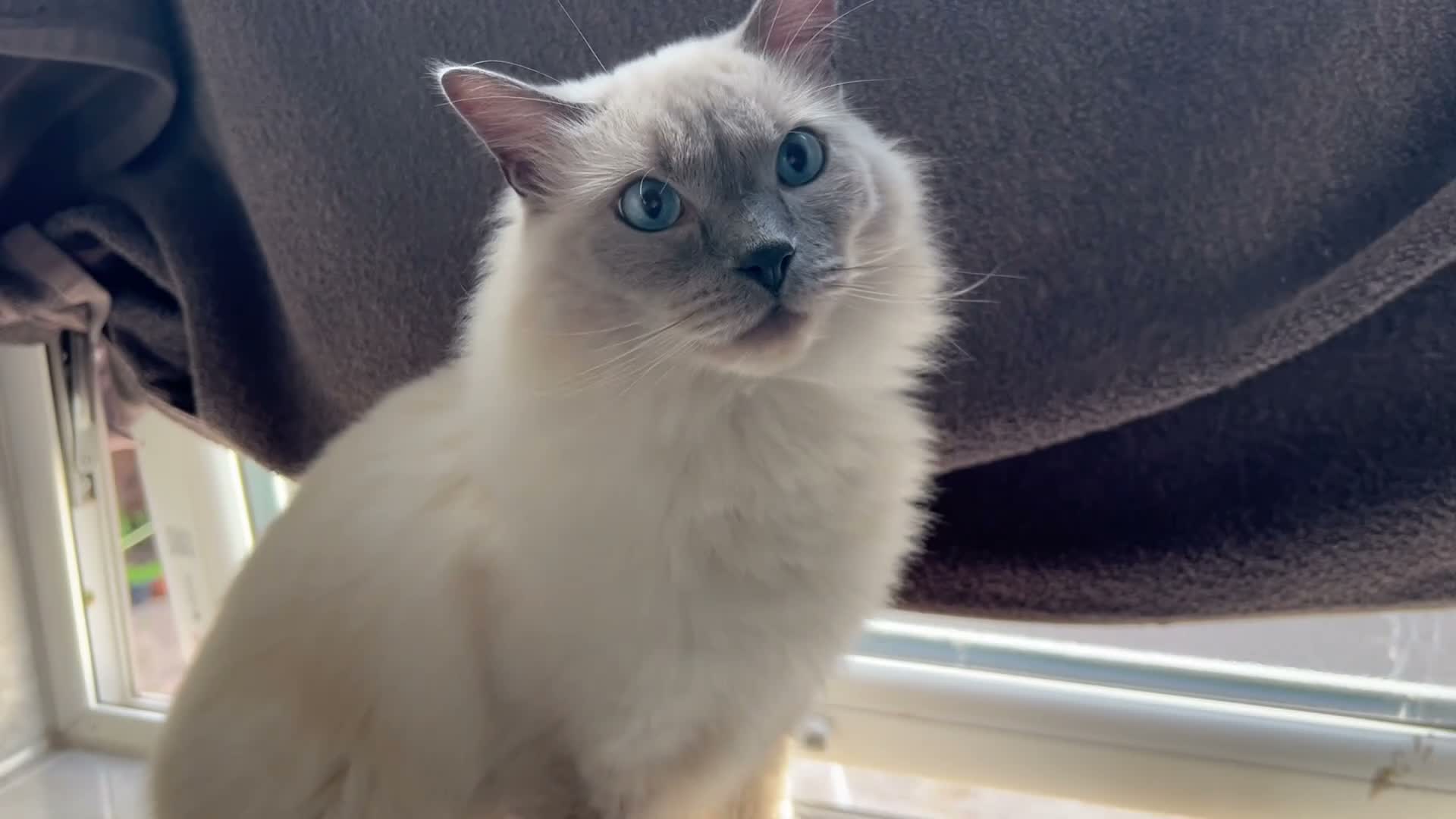Ragdoll cats for sale: BEAUTIFUL RAGDOLL MALE 2 YEARS  in Derby - Video 1