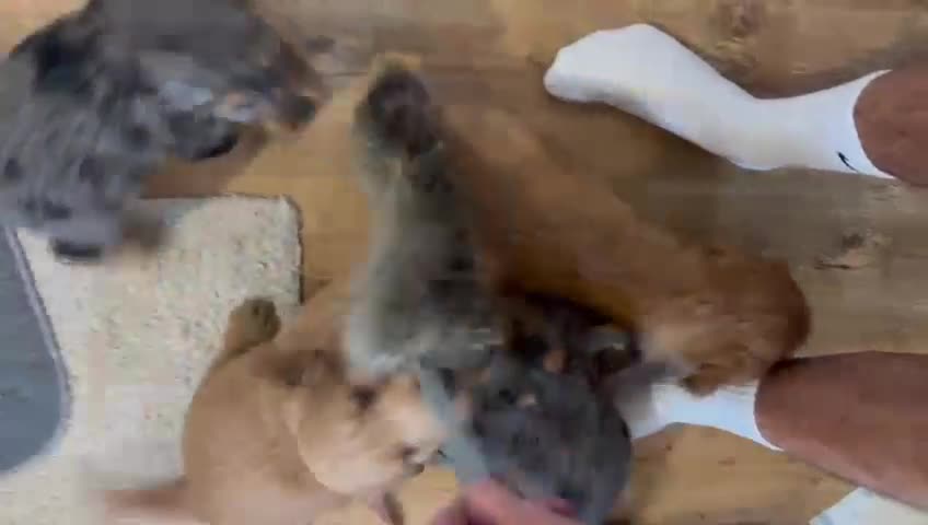 Cockapoo dogs for sale: *READY NOW  *Cockapoo puppies *7 SOLD*  - Video 2