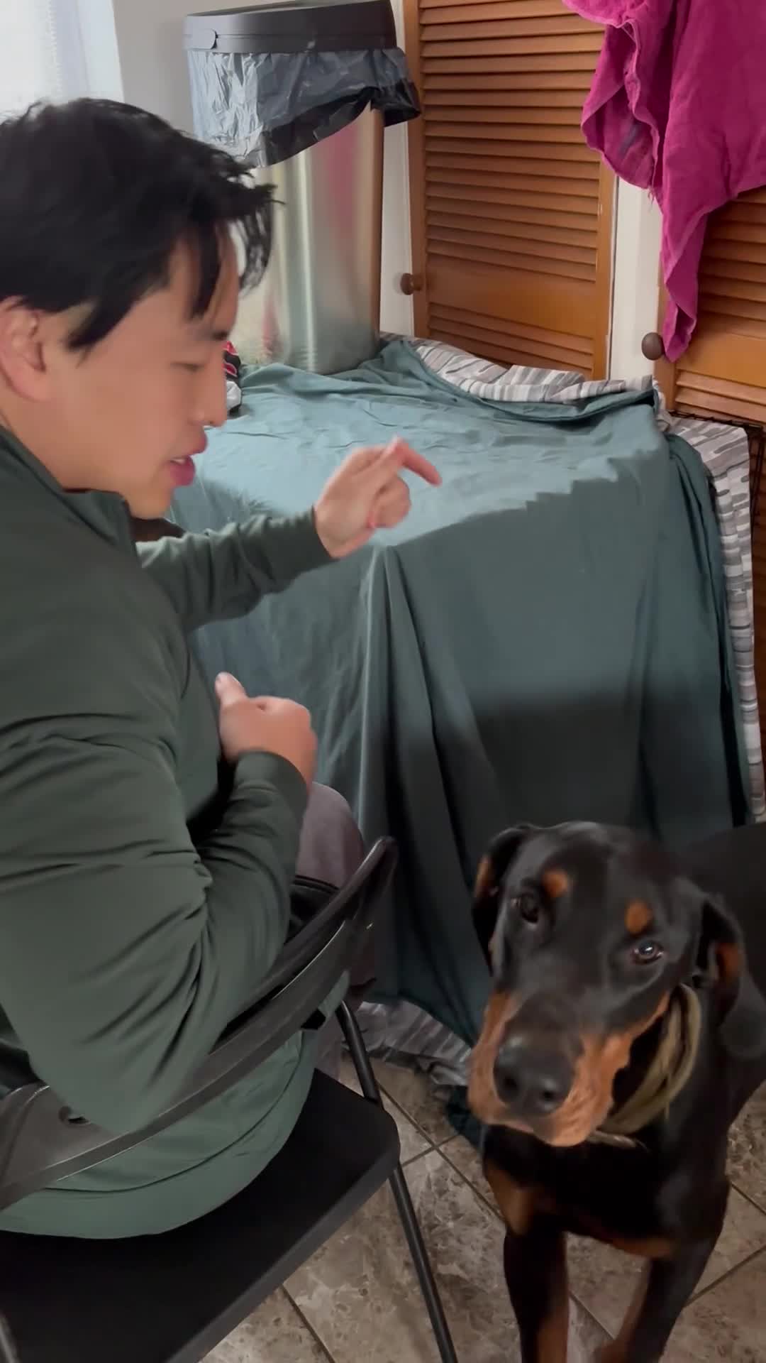 Dobermann dogs for sale: Beautiful Doberman boy for rehome - Video 1