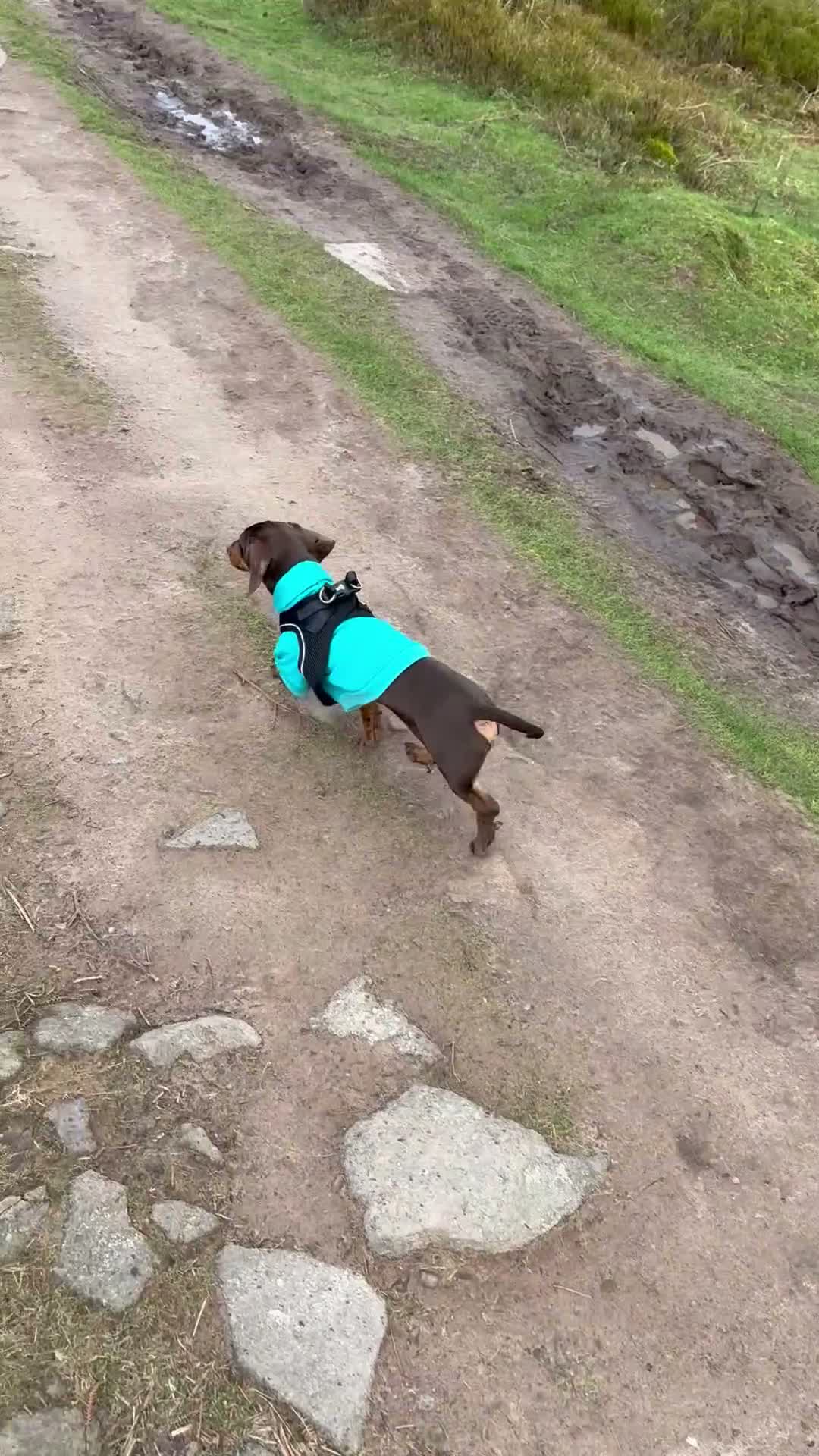 Miniature Dachshund dogs for sale: 12 Month Old Mini - Boy  - Video 1