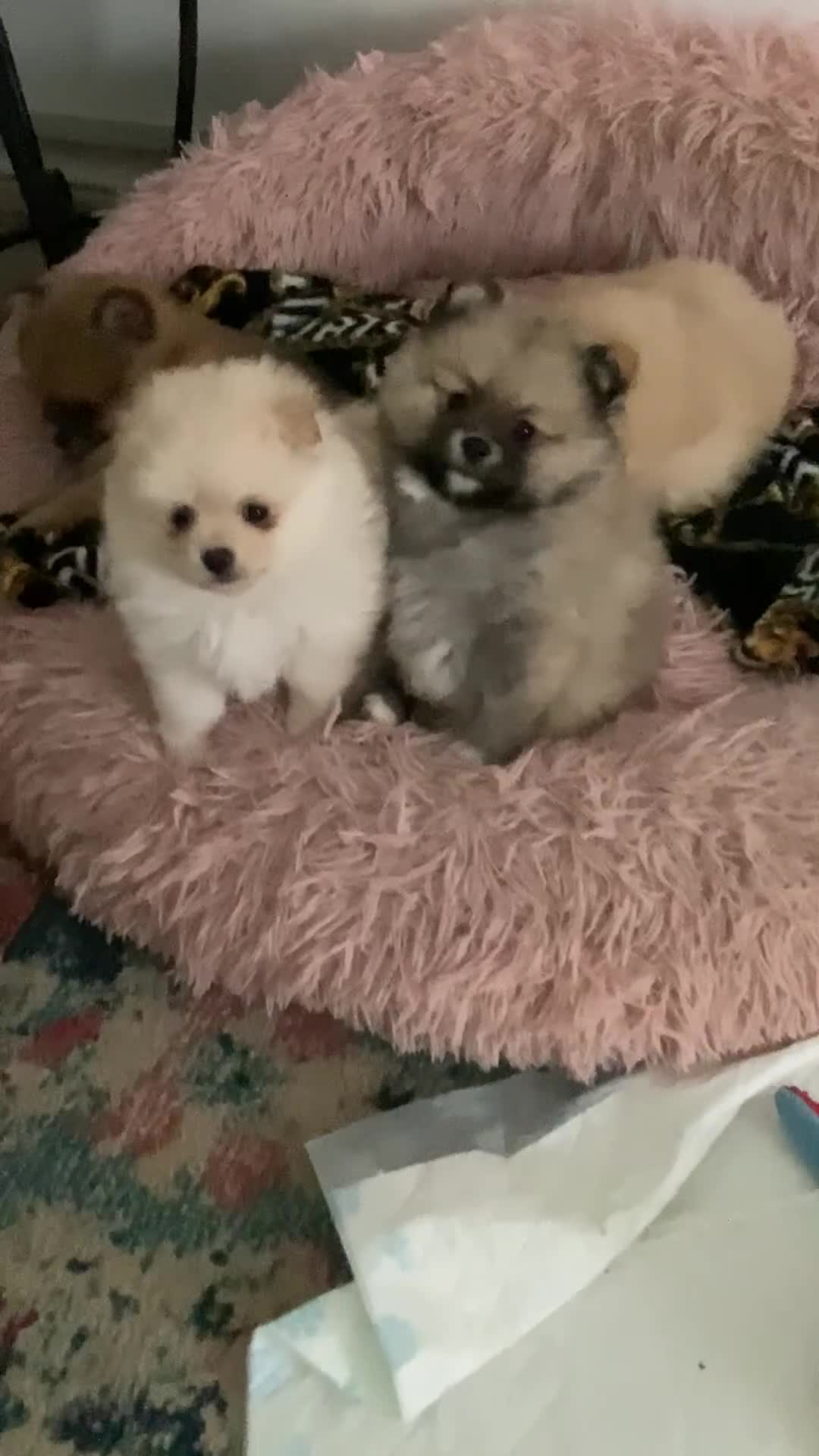 Pomeranian dogs for sale: XS Kc reg quality Pomeranian puppies  - Video 2