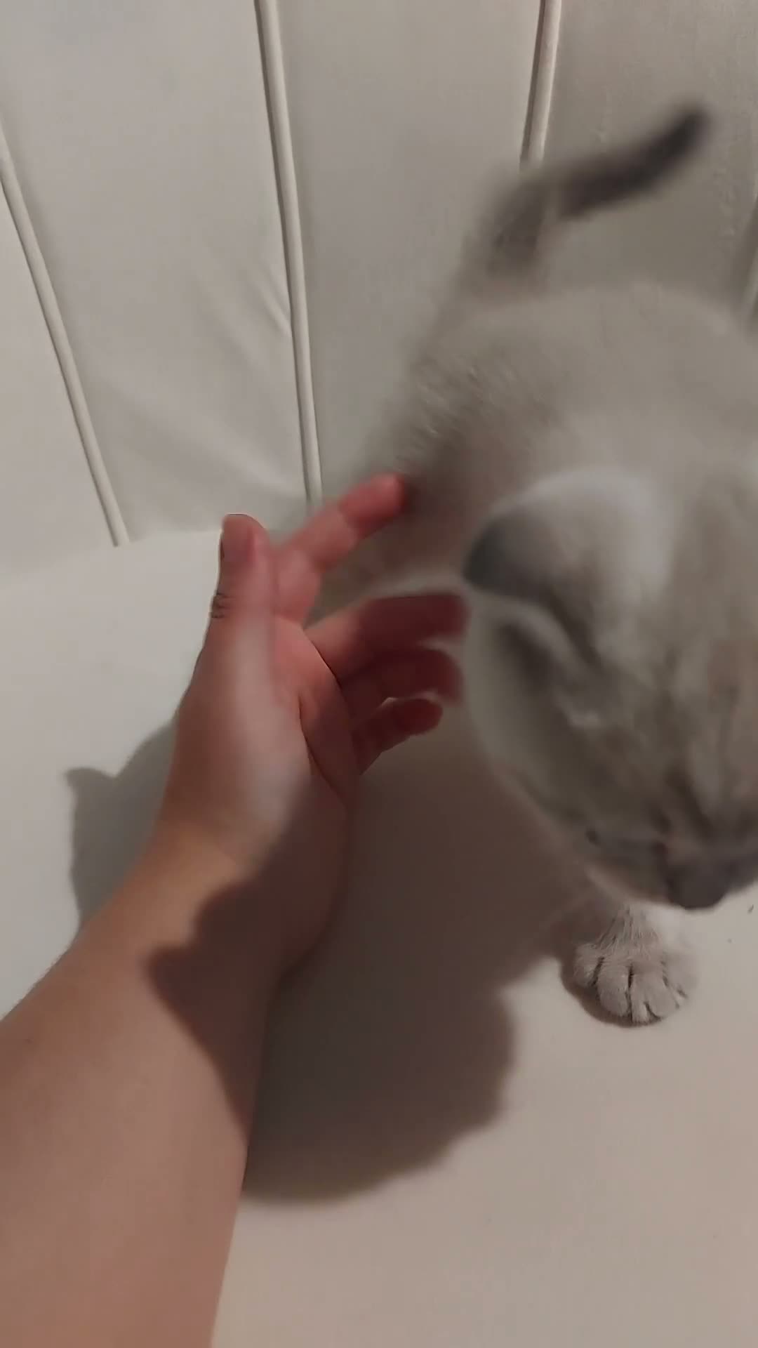 British Shorthair cats for sale: 5 handsome boys Bradford  - Video 2