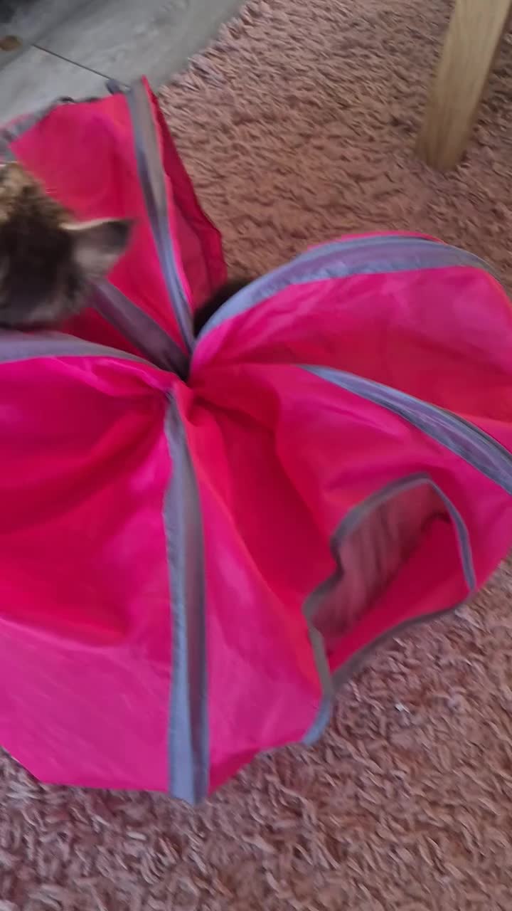 Maine Coon cats for sale: Amazing mainecoons. - Video 1
