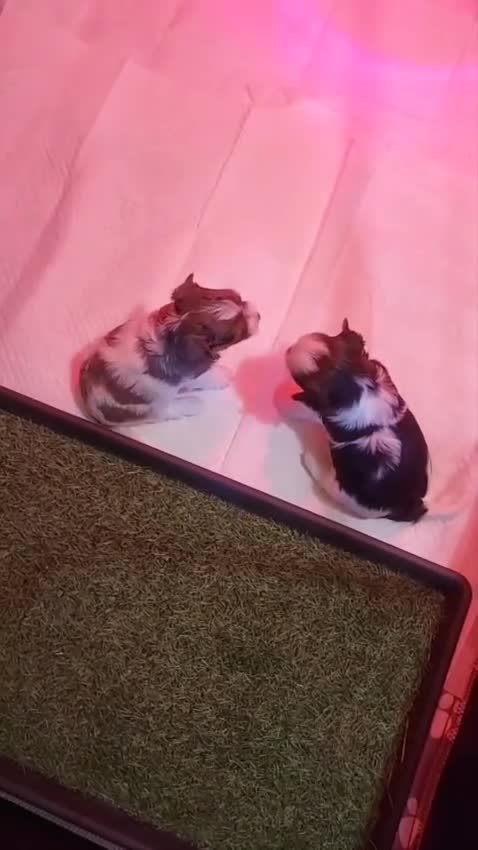 Mixed Breed dogs for sale: Sunning Blueberry and Biewer puppies.  - Video 1