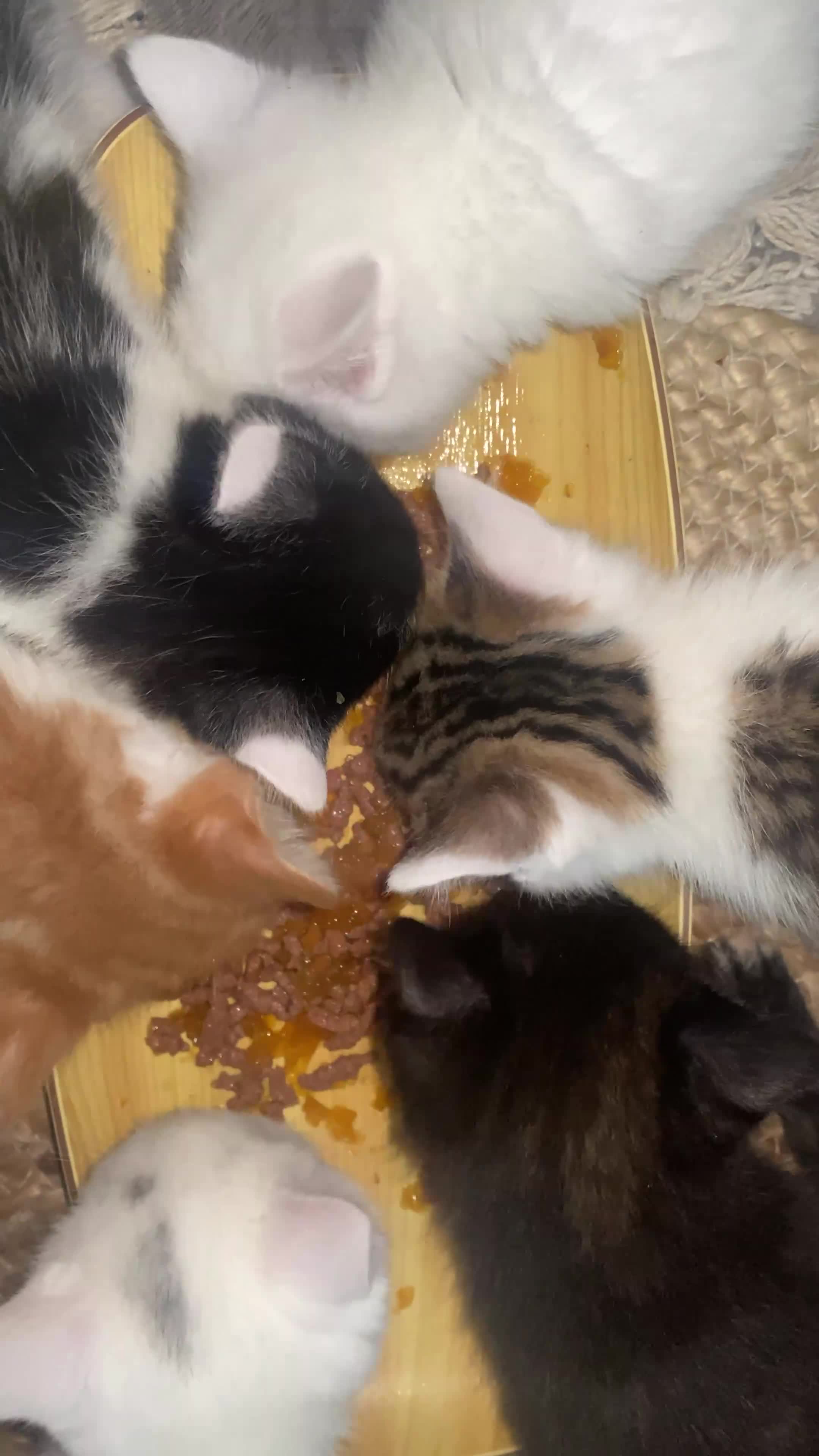 Domestic Shorthair cats for sale: 2 male/4 female lovely kittens  - Video 1