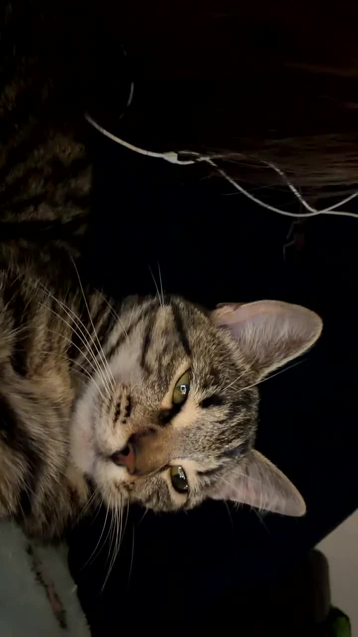 Mixed Breed cats for sale: 7 month female kitten in Saltcoats - Video 1