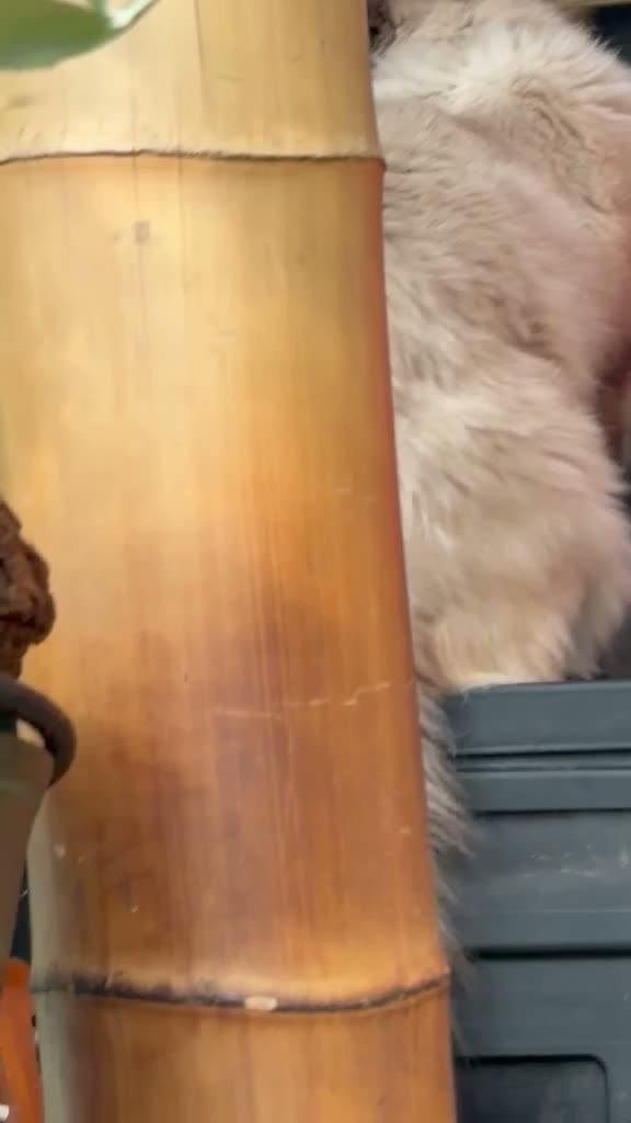 Ragdoll cats for sale: Purebred Ragdoll kittens - Video 1