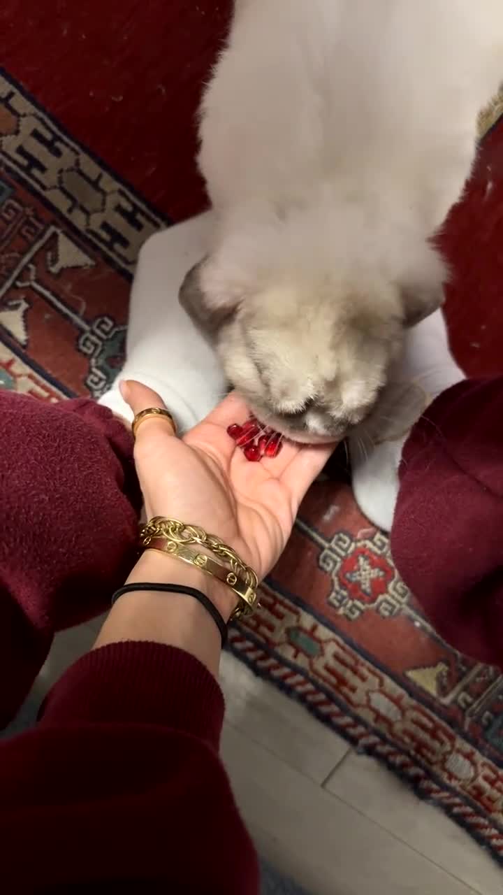 Mini Lop rabbits for sale: Nibbles  - Video 2