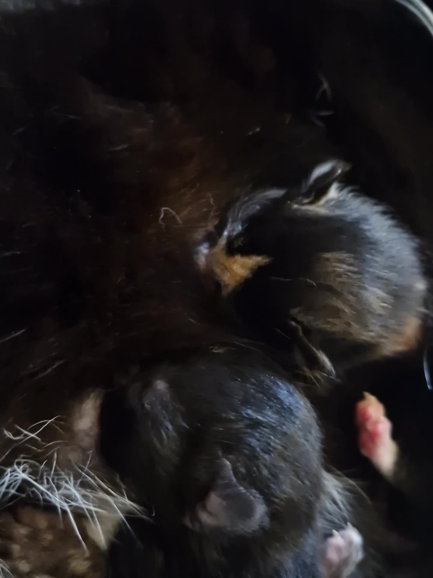 Mixed Breed cats for sale: Mix bread cat  in Newcastle - Video 1