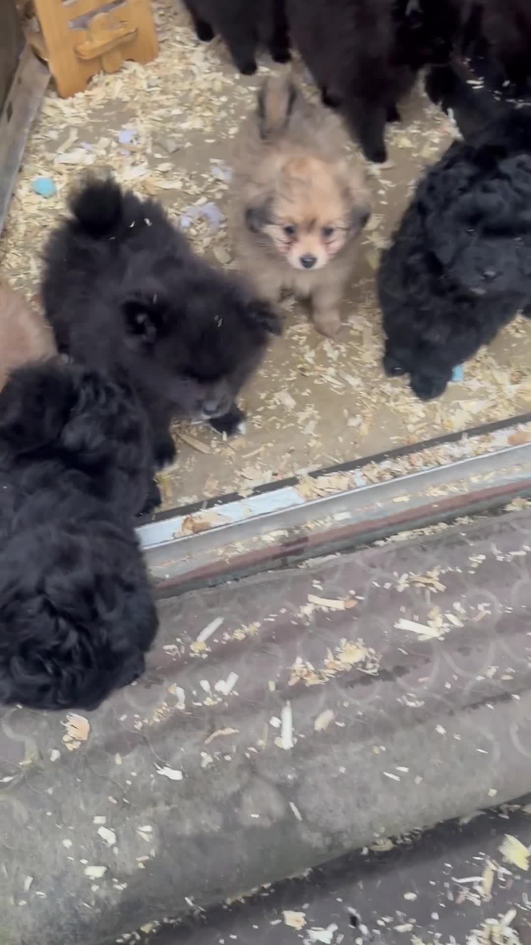 Pomapoo dogs for sale: Cupcakes little cakes 🍰  - Video 2