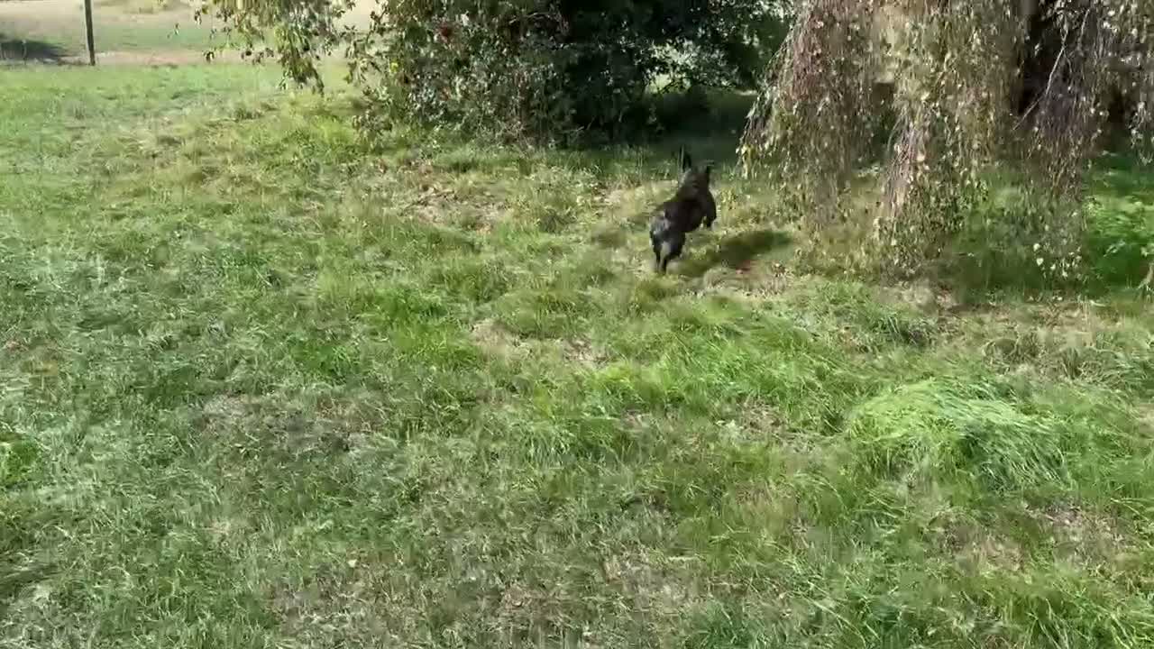 French Bulldog dogs for sale: Brindle female kennel club reg adult available  - Video 2