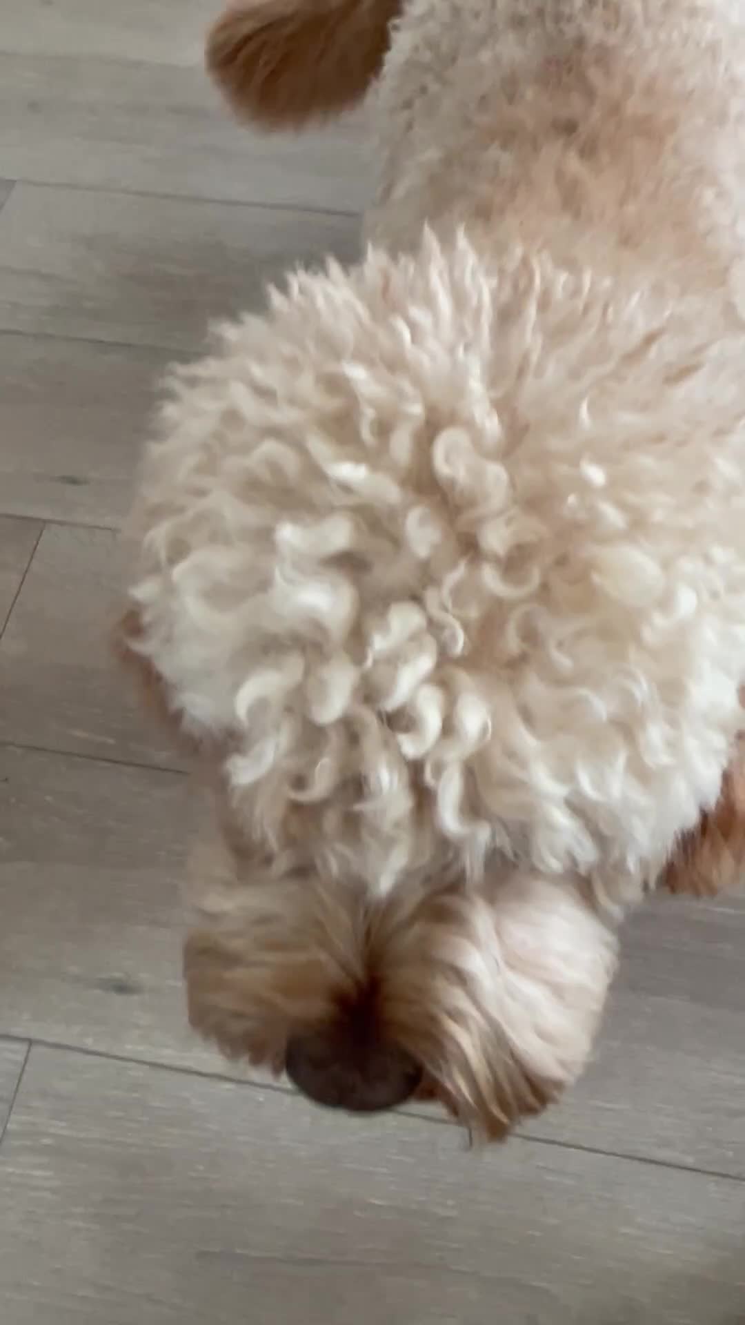 Cavapoo dogs for sale: Beautiful/Well trained Cavapoo-Loving Home Needed - Video 1