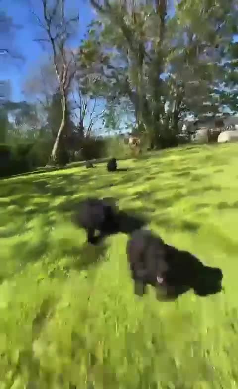 Cockapoo dogs for sale: Gorgeous Cockapoo Puppies available :) - Video 1