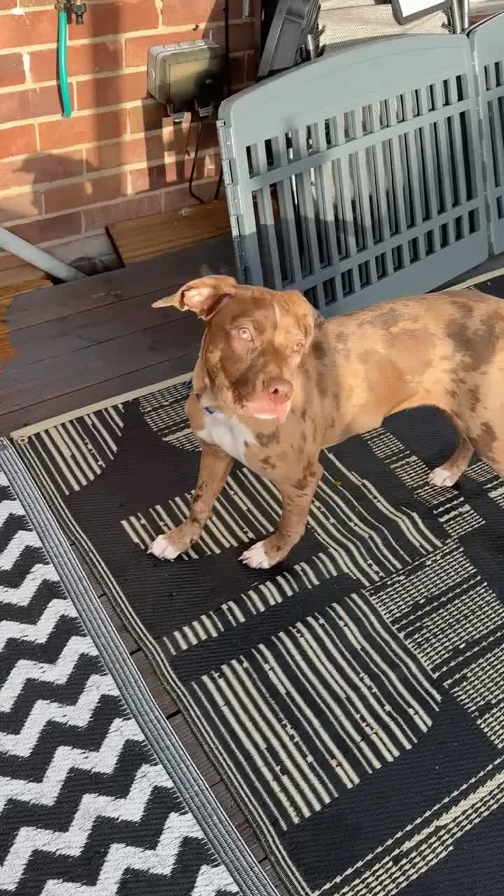 Mixed Breed dogs for sale: 11 month old puppy - Video 2