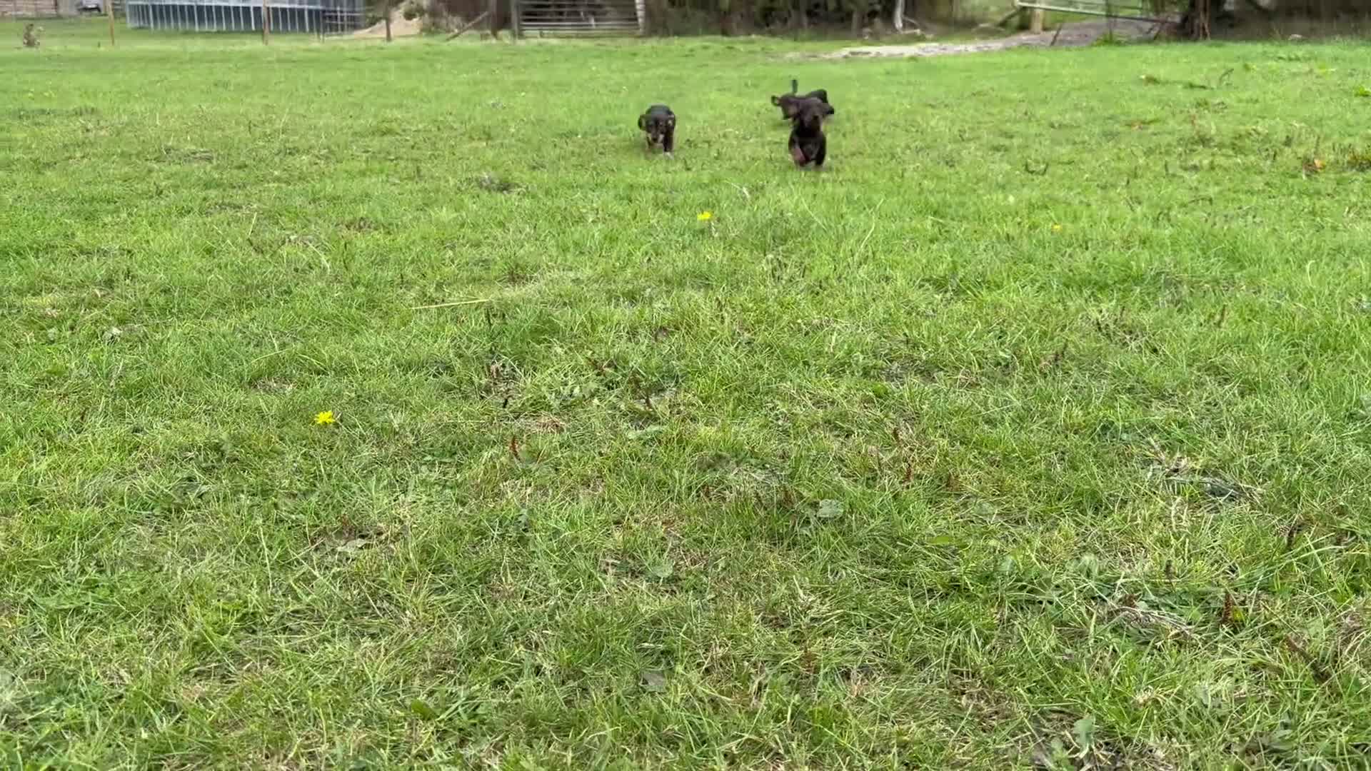 Dachshund dogs for sale: Wire haired Dachshund   - Video 1
