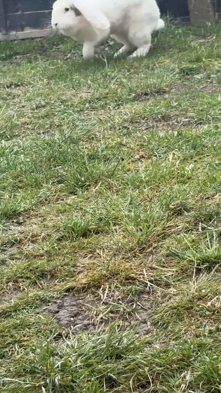 French Lop rabbits for sale: French lop female rabbit  in Sheffield - Video 1