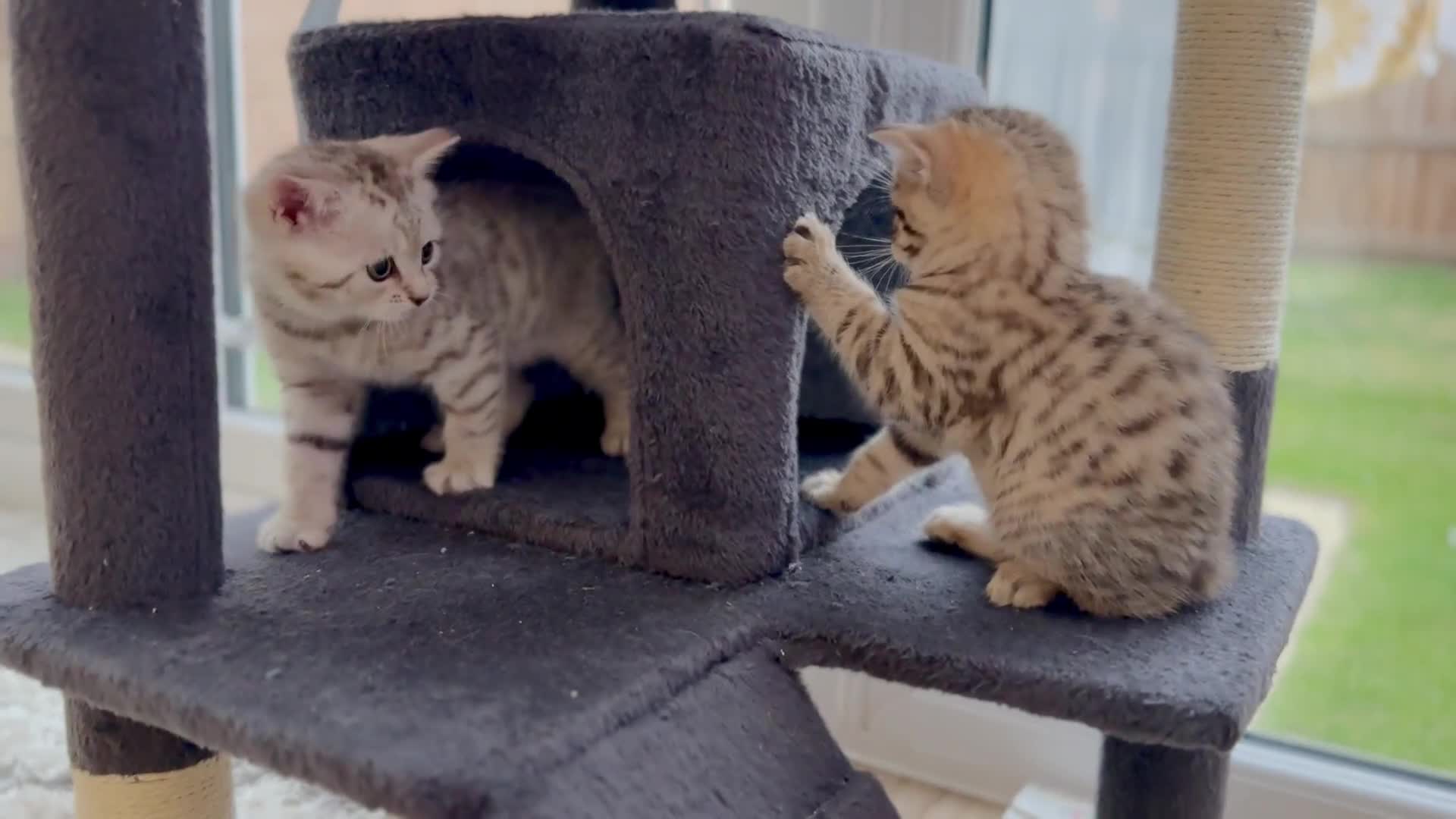 British Shorthair cats for sale: 3 BSH Chinchilla kittens, sale £250, 18 Weeks.  - Video 1