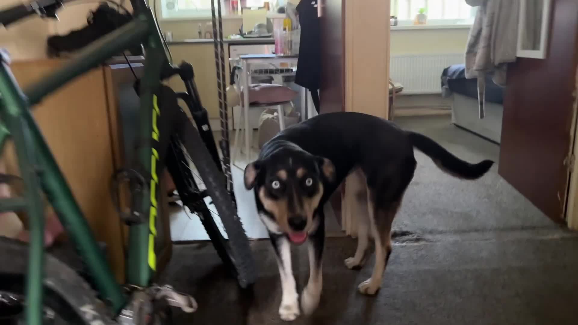 Mixed Breed dogs for sale: Gorgeous 1 year old Mixed Breed Female - Video 2