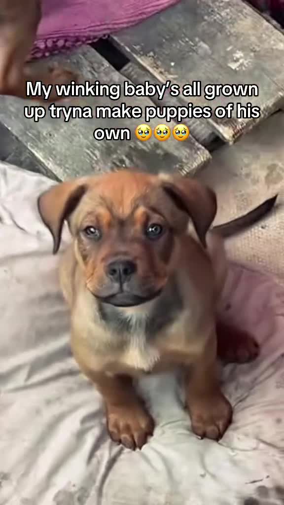 American Bull Staffy dogs for stud: Crash Bandicoot Staffweiler e ATAT d DNA tested ✅✅ - Video 2