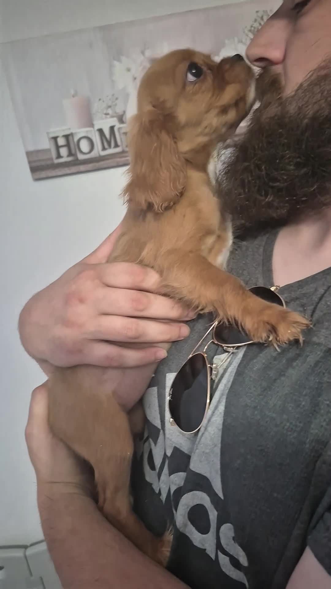King Charles Spaniel dogs for sale: king charles cavalier pups READY NOW - Video 2
