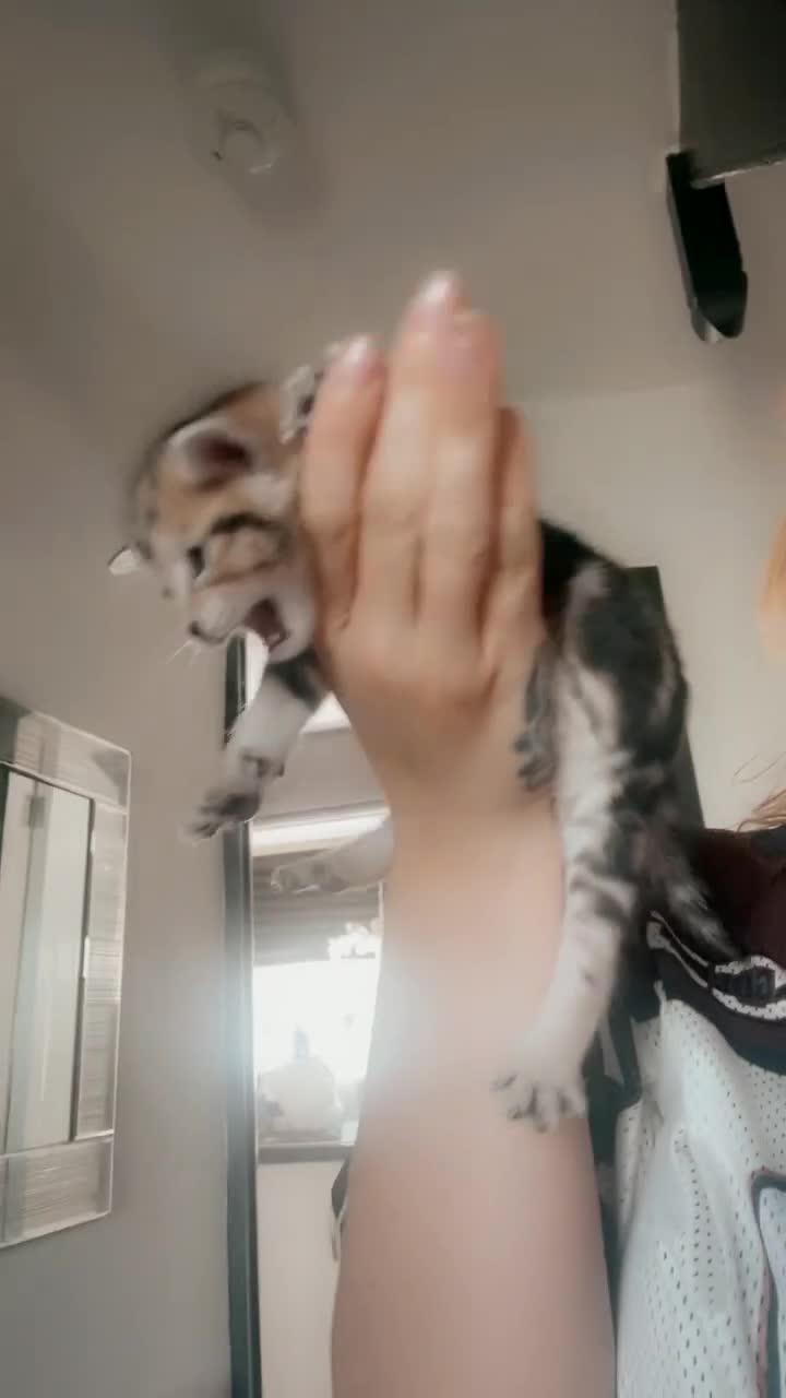 Bengal cats for sale: 4 Bengal kittens for sale  - Video 1