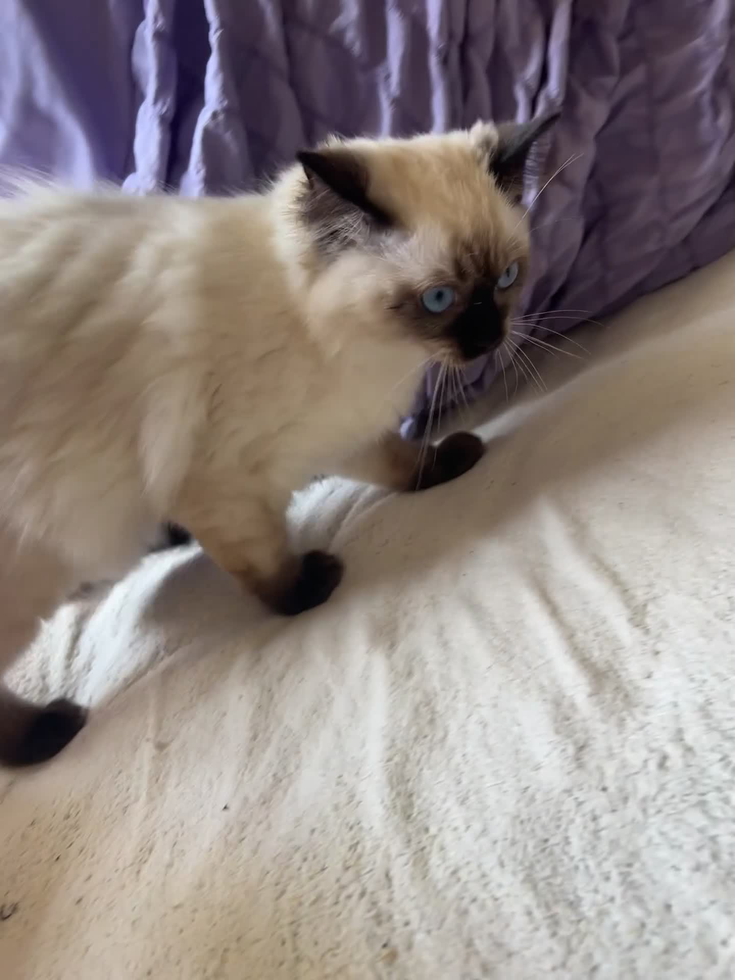 Ragdoll cats for sale: 4 pure Ragdoll kittens✨FREE ESSENTIAL STARTER PACK - Video 3