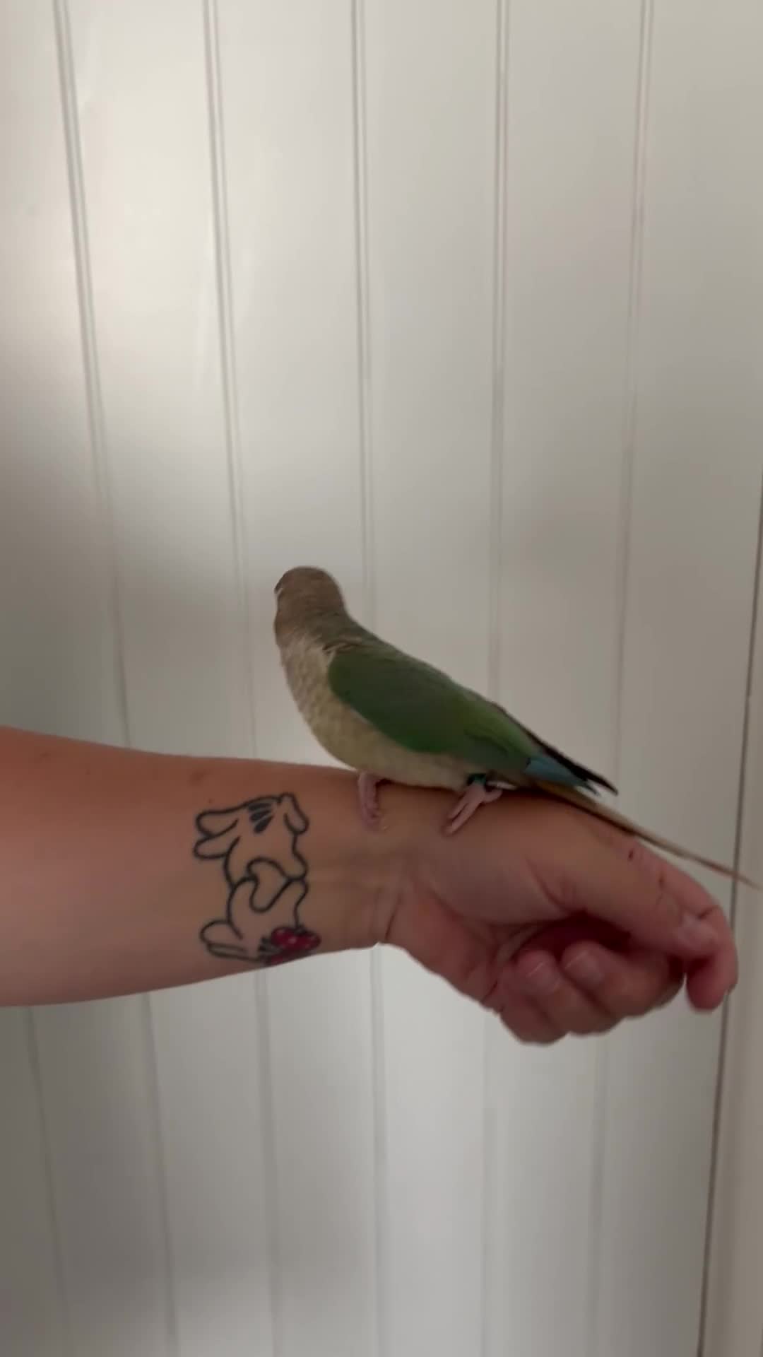 Conures birds for sale: Hand reared conure  - Video 1