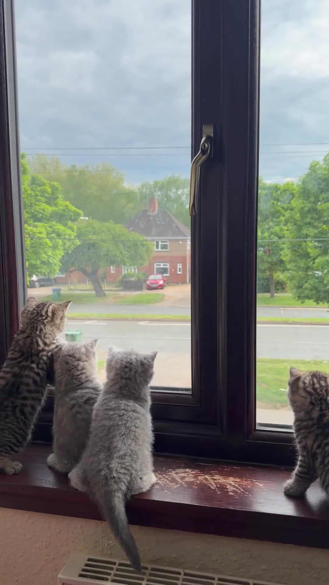 British Shorthair cats for sale: British Shorthair kittens 🐾 - Video 1