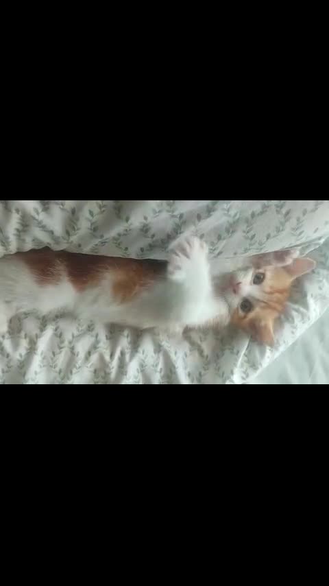 Mixed Breed cats for sale: pair of orange twin kittens - Video 1