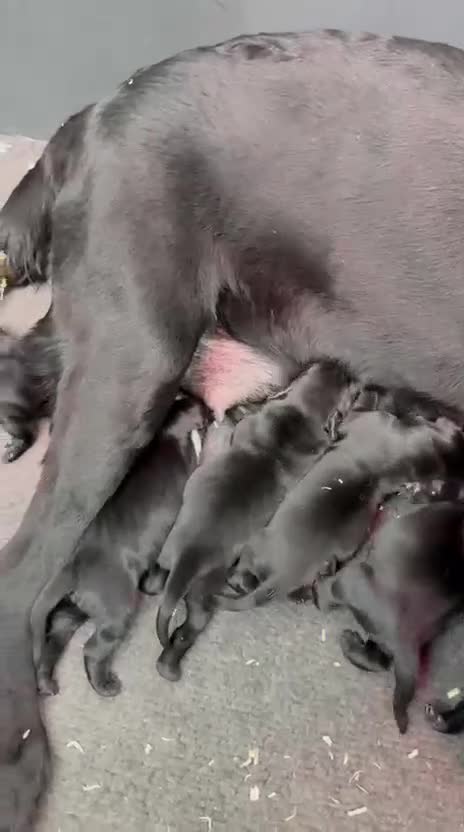 Labrador Retriever dogs for sale: Beautiful Black KC reg Labrador Puppies - Video 1