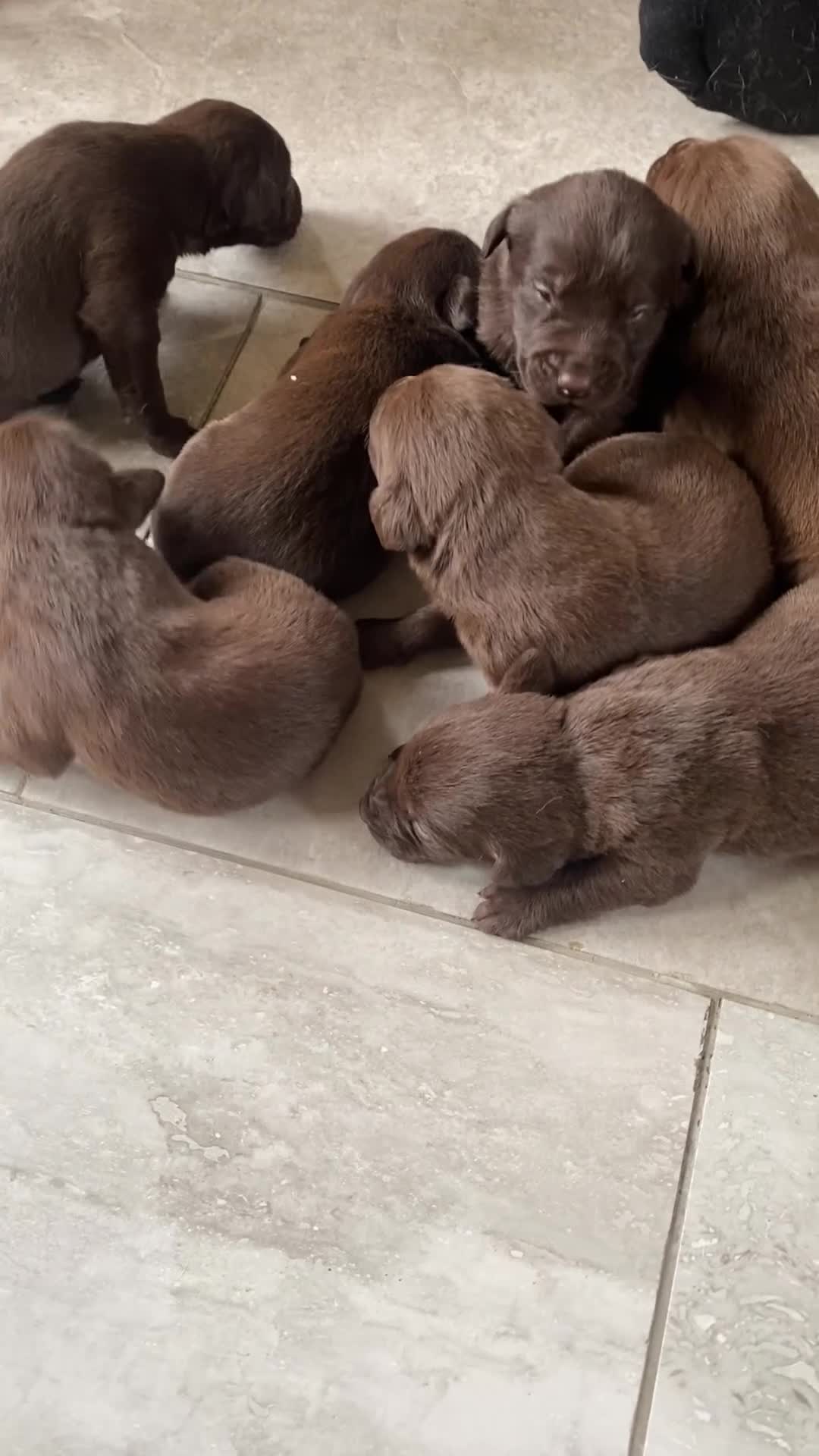 Labrador Retriever dogs for sale: BEAUTIFUL LITTER LABRADOR PUPS READY 9TH MARCH - Video 1