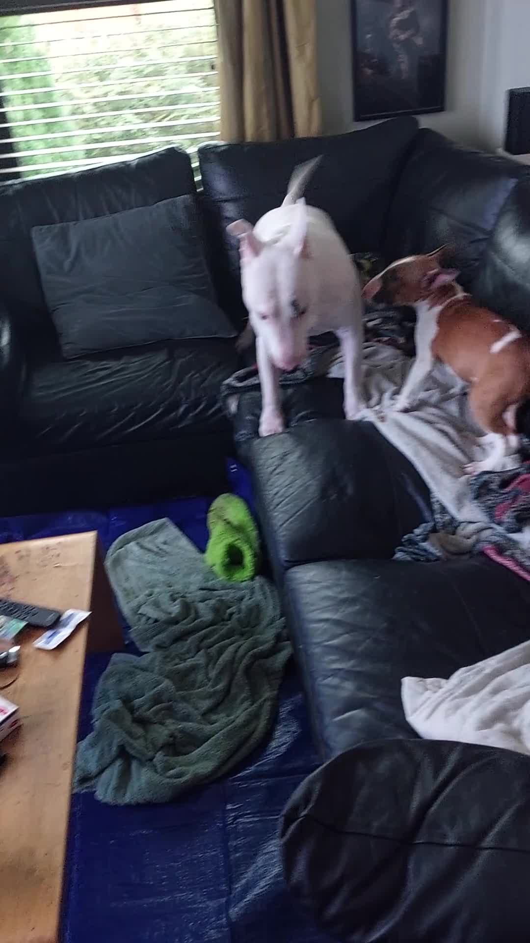 English Bull Terrier dogs for sale: Red needs a home  - Video 1