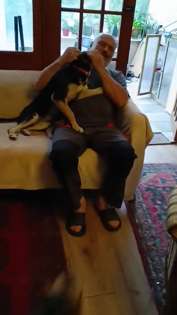 Mixed Breed dogs for adoption: Loving Maisie for adoption  - Video 2