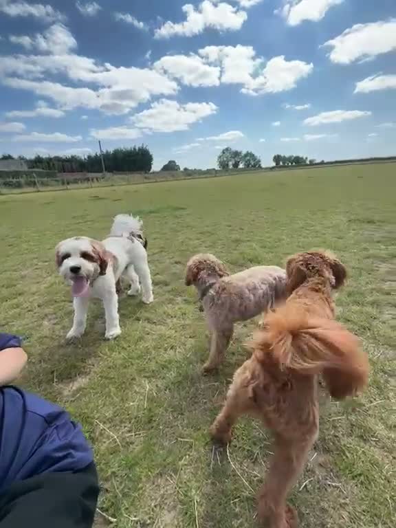Cavapoo dogs for stud: Gorgeous rare white F1 Cavapoo - Video 1