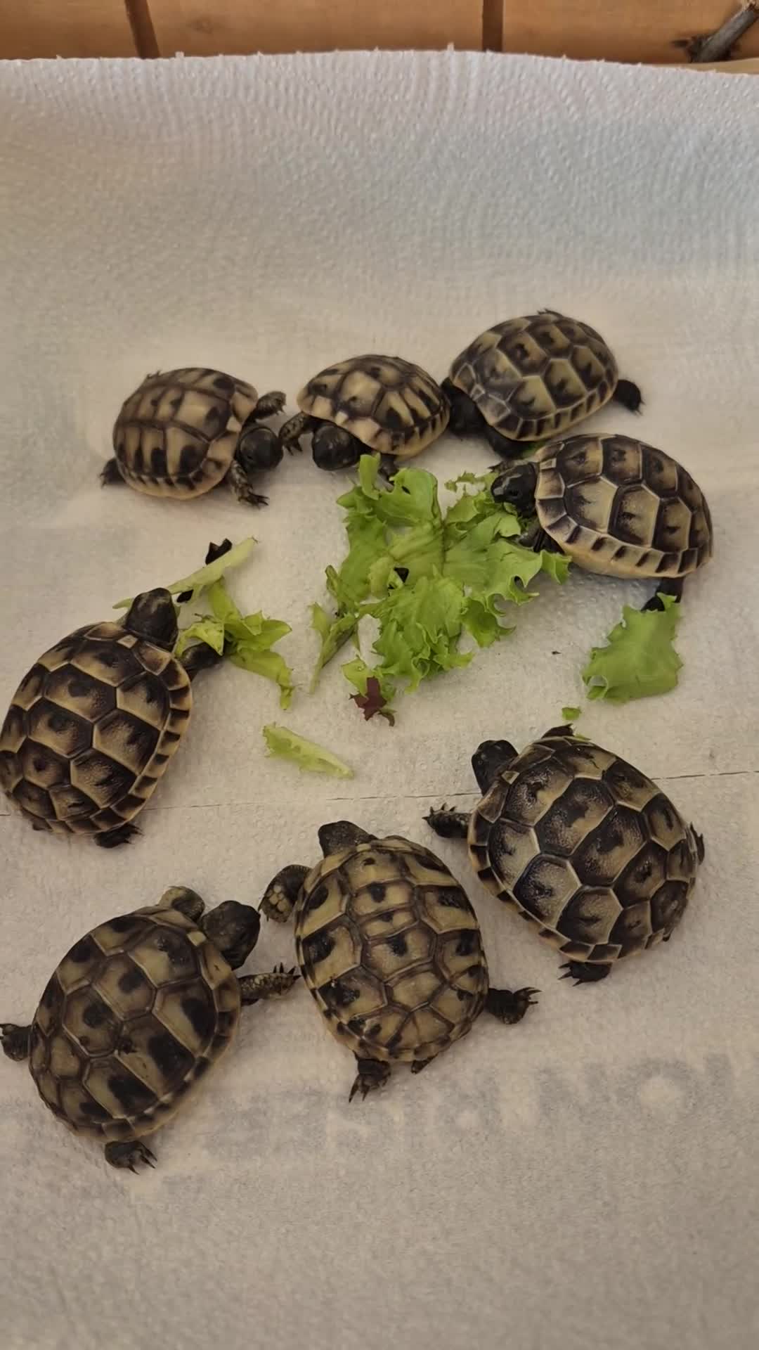 Tortoise reptiles for sale: Hatchlings for sale - Video 1