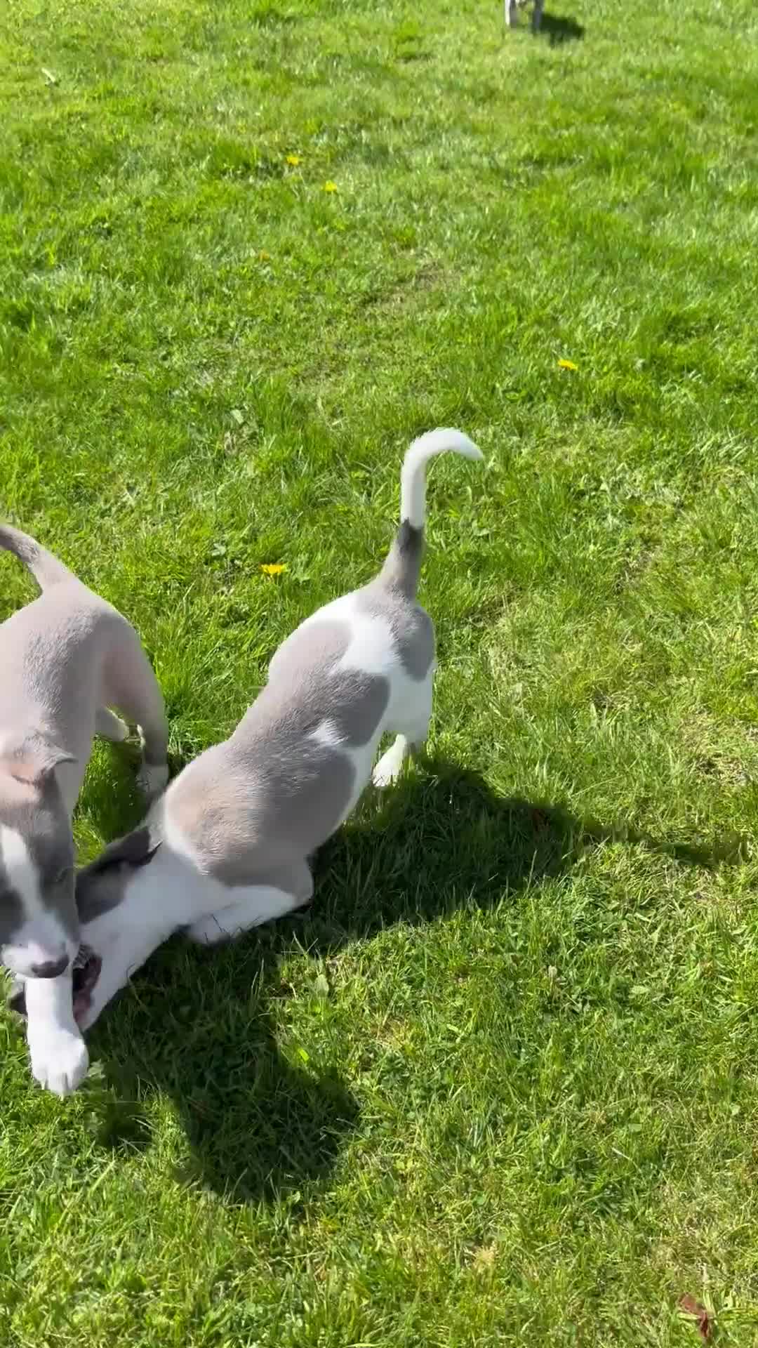 Whippet dogs for sale: Beautiful Fawn and Blue Whippets in Duns - Video 1