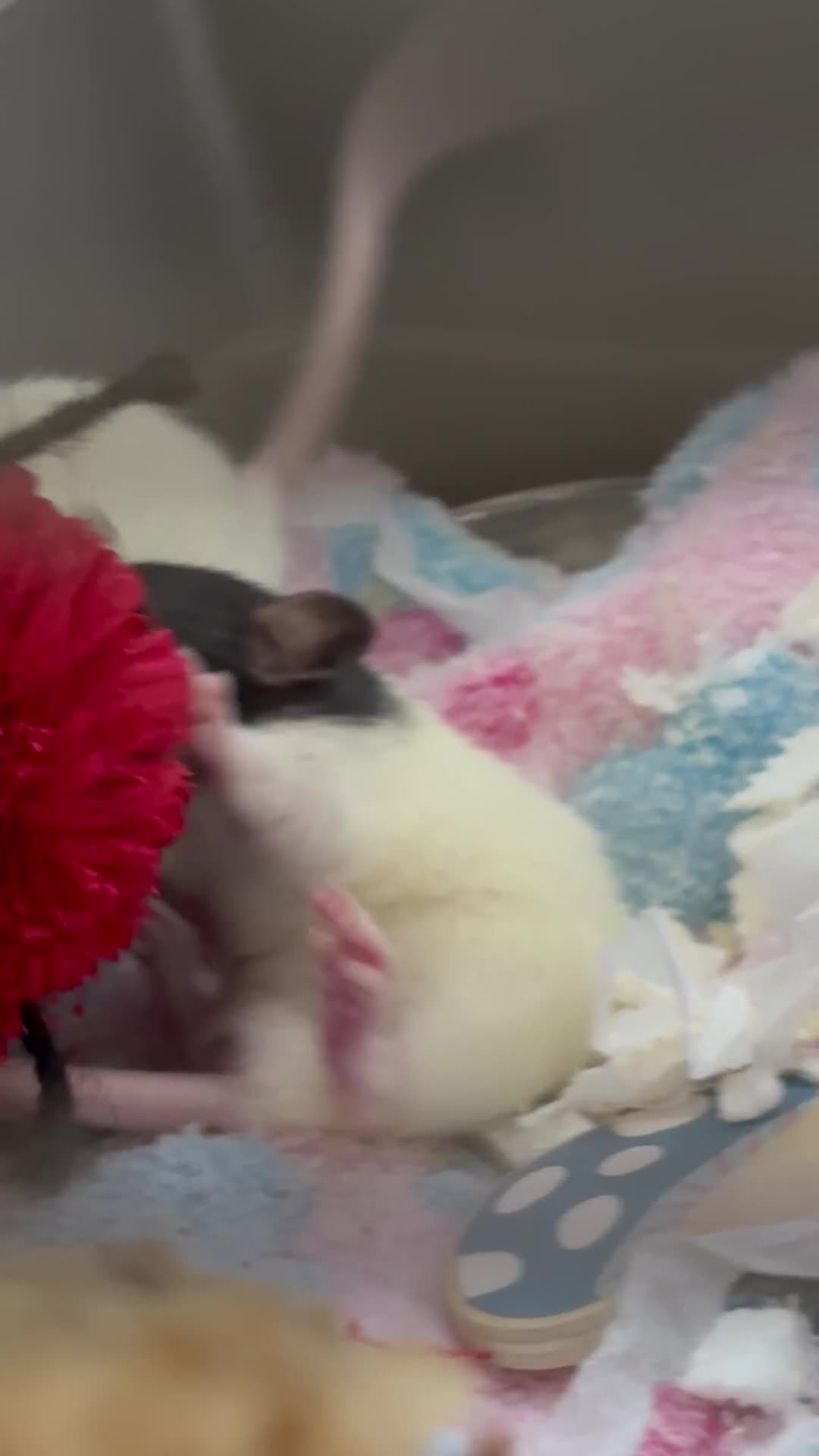 Rat rodents for sale: Two Friendly Male Rats Looking for a Loving Home  in Queenborough - Video 1