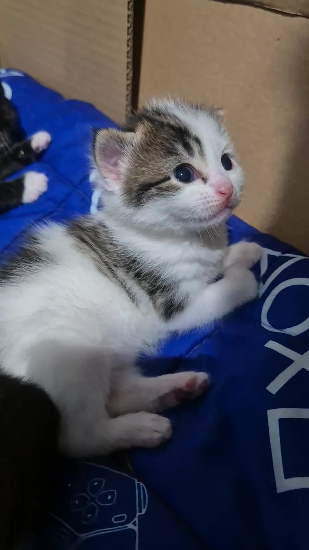 Mixed Breed cats for sale: mixed breed kittens - Video 3