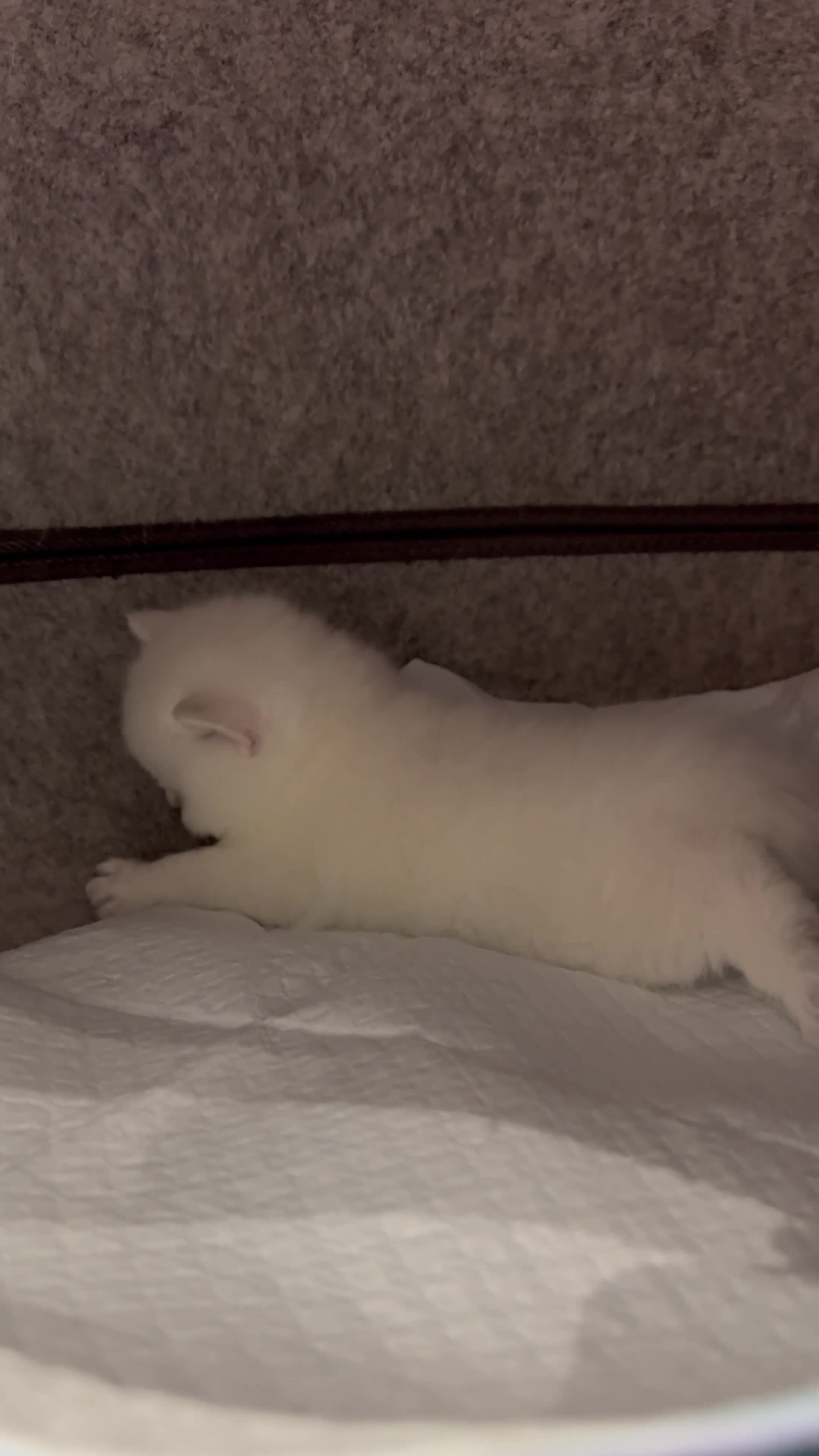 Scottish Fold cats for sale: Full pedigree Scottish fold kittens  - Video 4