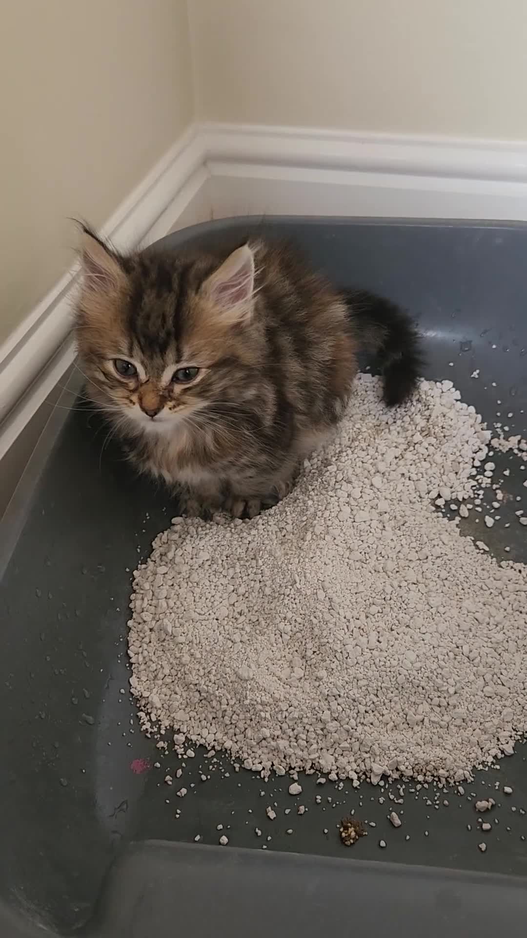 Maine Coon cats for sale: REDUCED due to buyer let down   Ginger girl  - Video 4