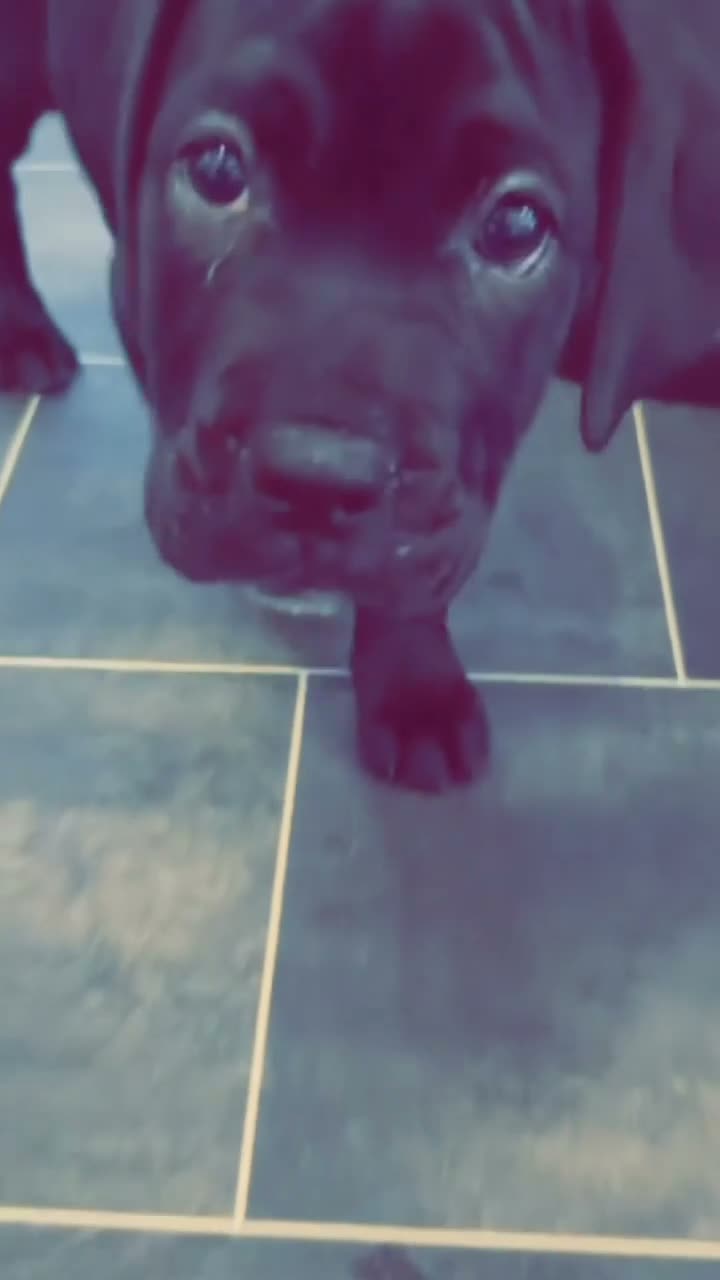 Cane Corso dogs for sale: Pure breed Cane Corso puppy’s  - Video 1