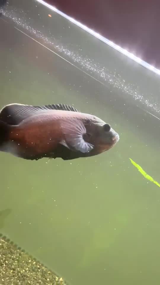 Cichlids fish for sale: Flash the Tiger Oscar  - Video 1