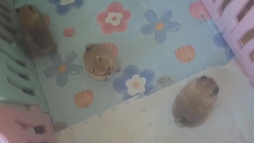 Pomeranian dogs for sale: 🔥XXXS🔥Pomeranian puppies🔥KC reg🔥for sale🔥 - Video 1