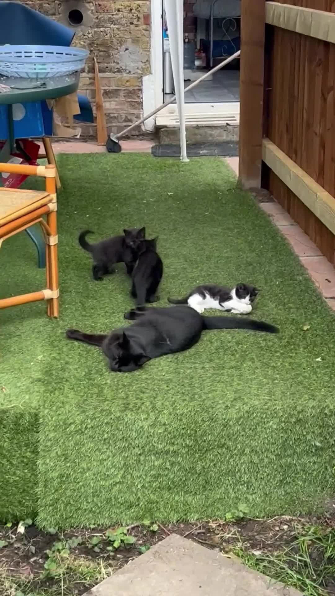 Mixed Breed cats for sale: Adorable kitty For black cat lovers  - Video 1