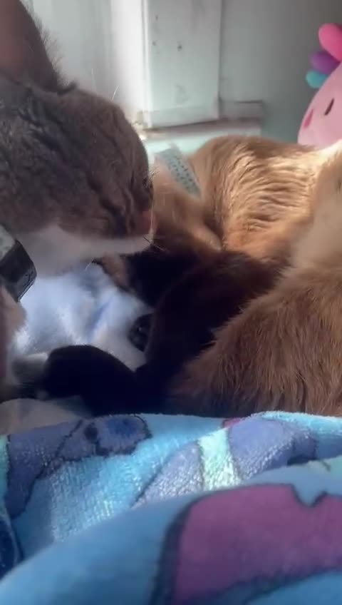 British Shorthair cats for sale: Male cat British short hair x persian - Video 1