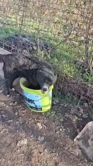 Mixed Breed dogs for sale:  🐾❤️ TWINKLE–YOUR DAILY DOSE OF JOY,  💖🐾 - Video 1