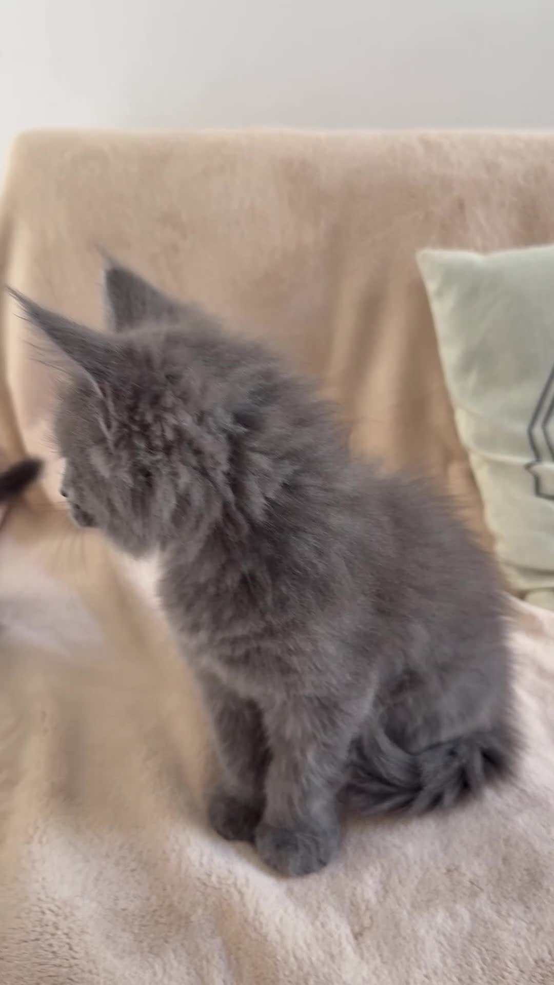 Maine Coon cats for sale:     Stunning Purebred Maine Coon Kitten - Video 2