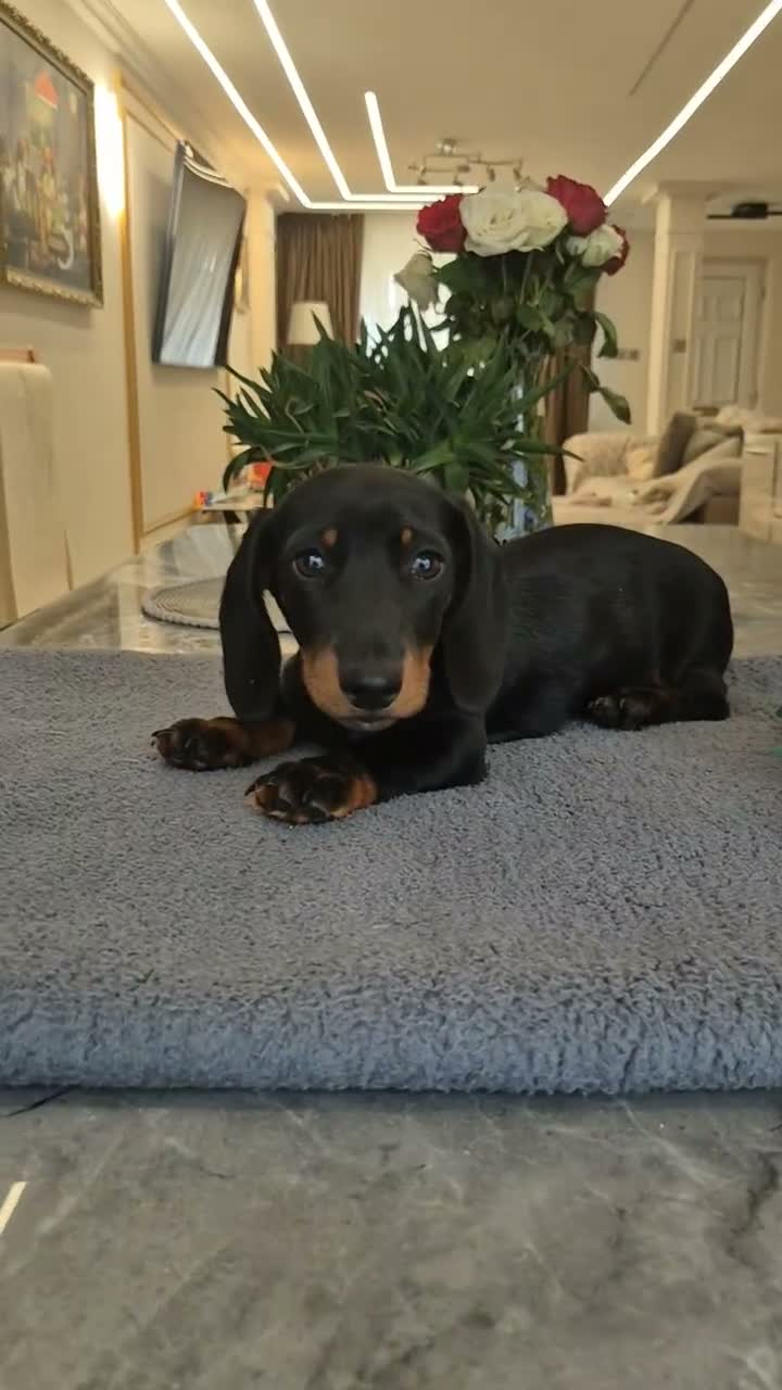 Miniature Dachshund dogs for sale: Miniature Dachshund.Fully vaccinated.Ready t leave - Video 1