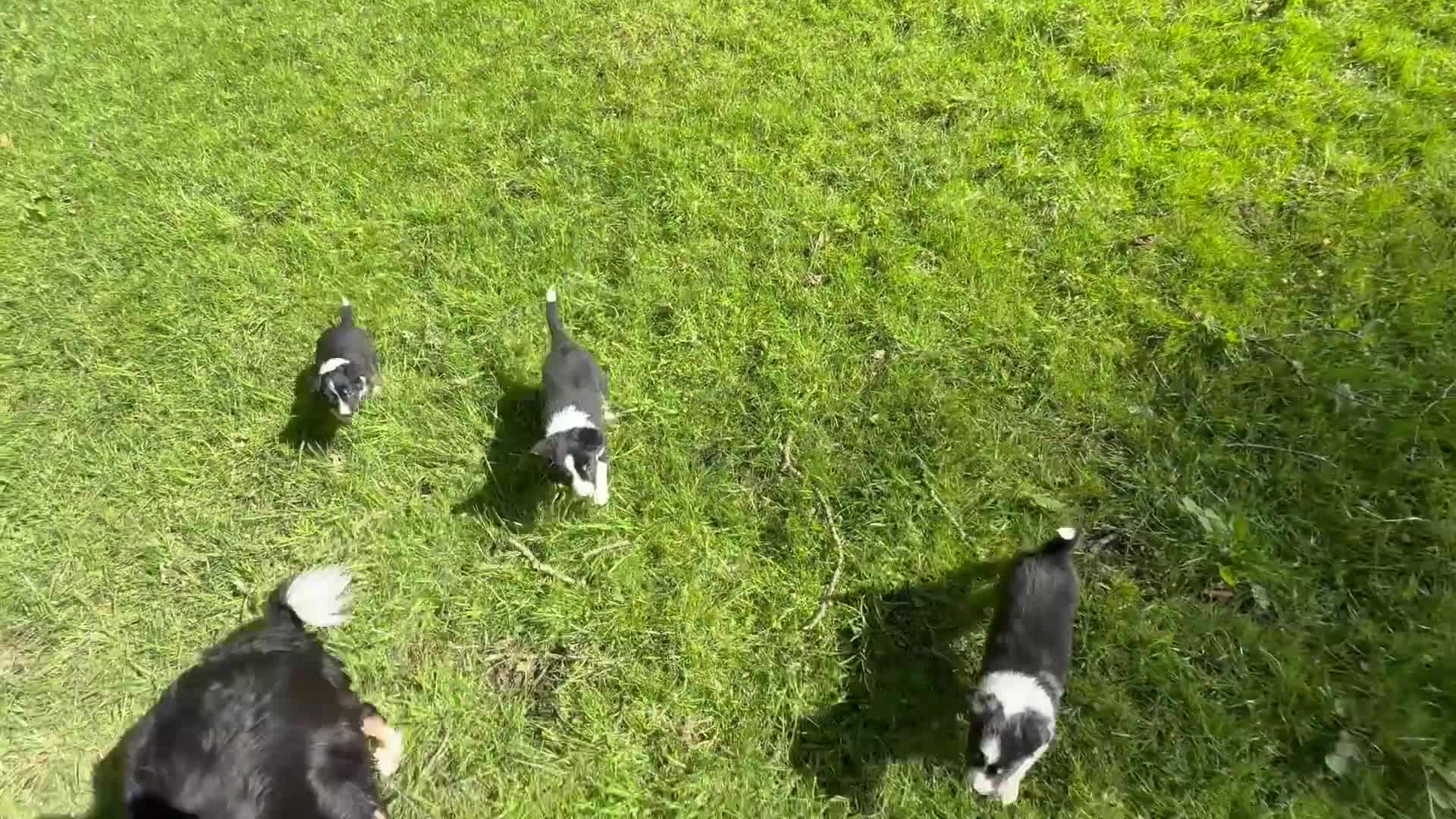Border Collie dogs for sale: Border Collie Puppies from Working Stock in Carnforth - Video 2